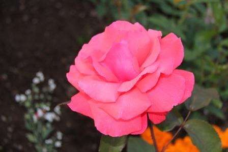 【晩春】薔薇の花壇