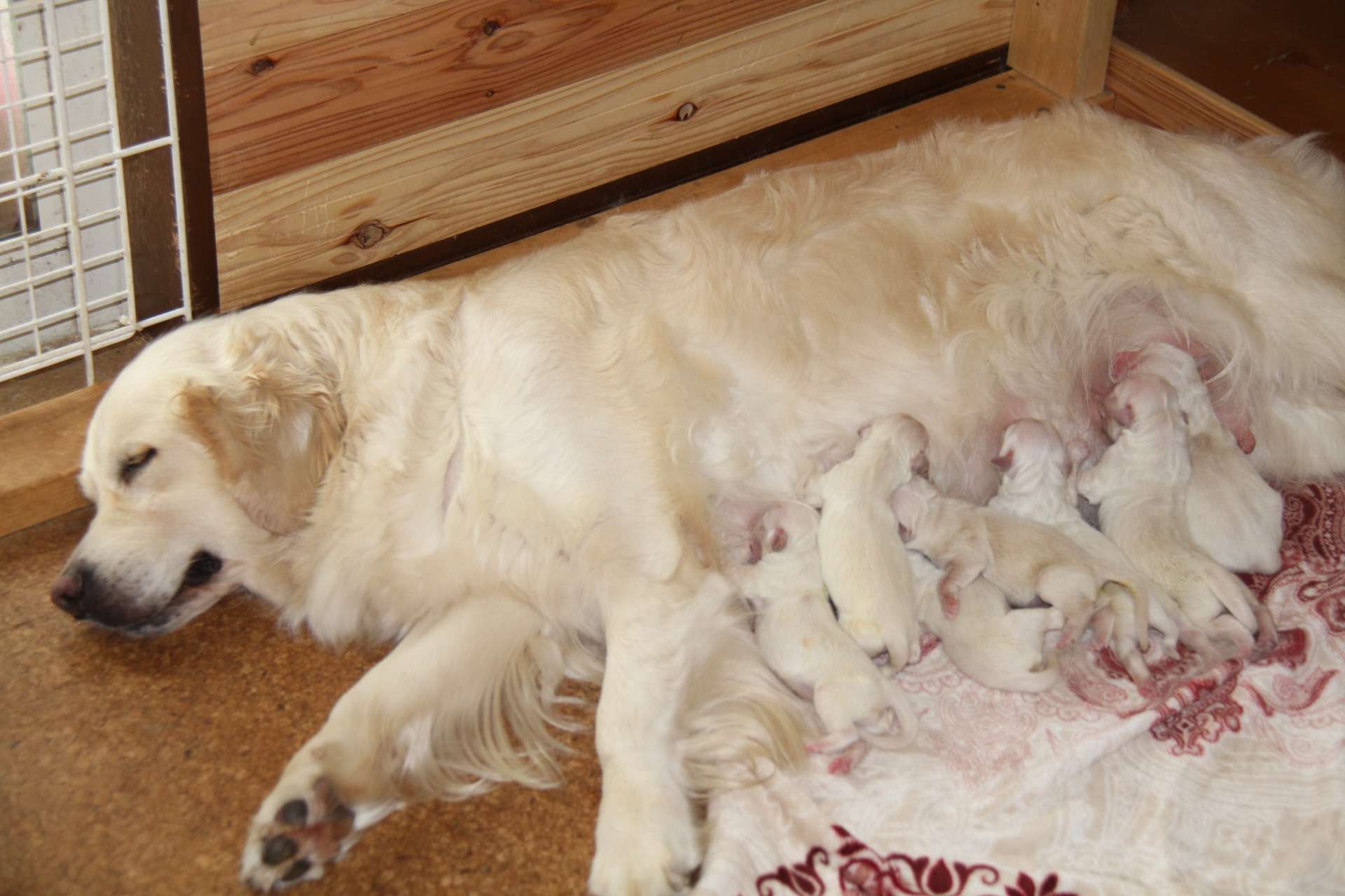 当犬舎の産出犬”マグゴル”３期生