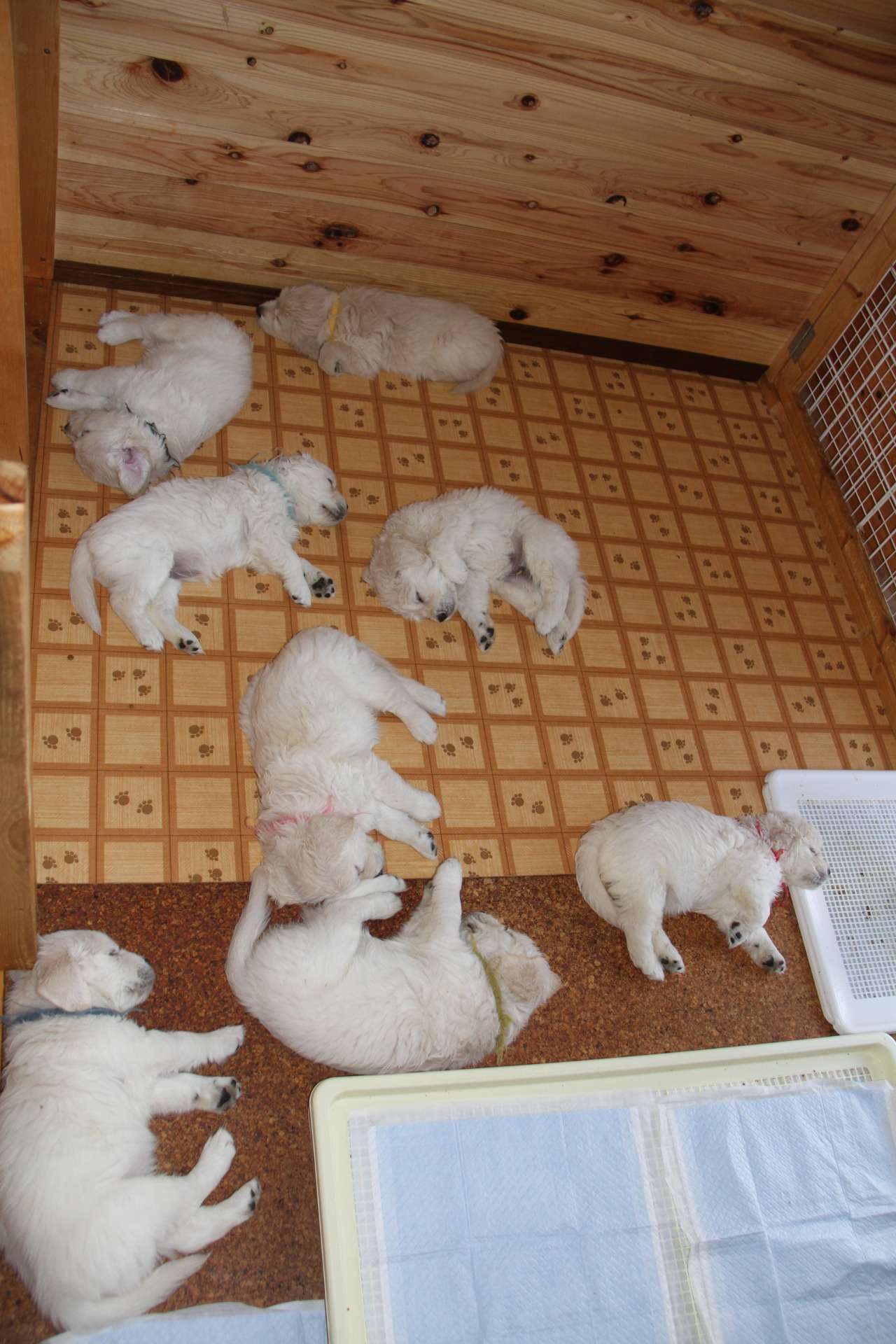 【ベビーわんこ】順調に7週齢目　