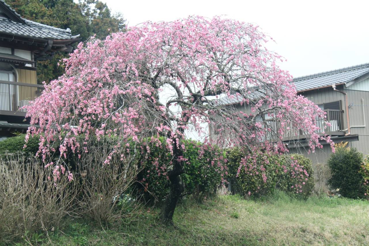 (【開花情報】桜