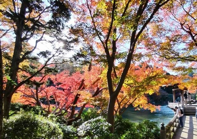 【紅葉狩り】成田山公園