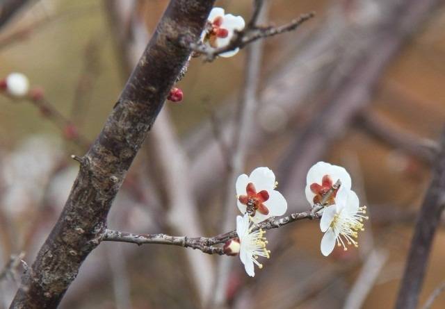 (【開花情報】