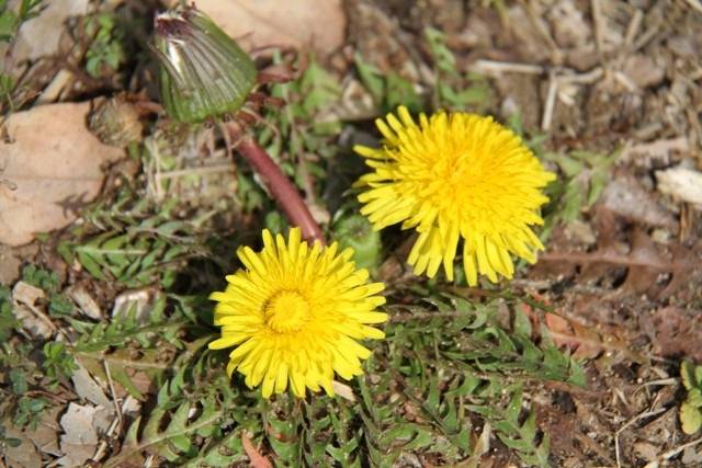 【庭日記】開花情報  3月　Ⅲ