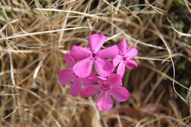 【庭日記】開花情報  3月　Ⅱ