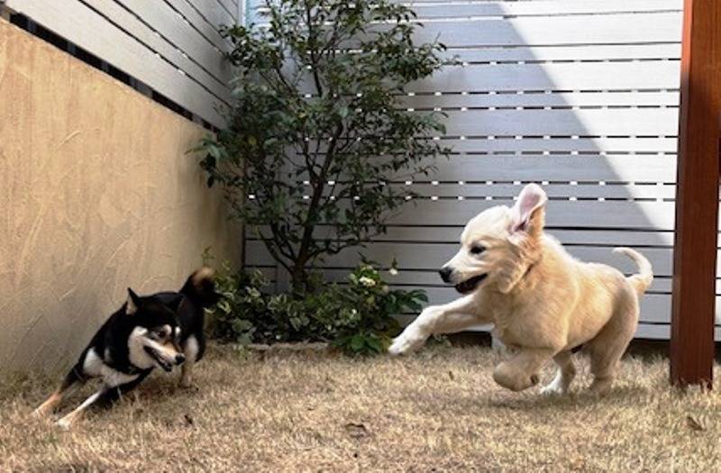 【マグゴル６期生】5か月齢