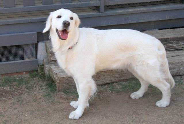 【マグゴル5期生】リアンちゃん　里帰り