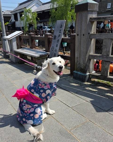 【リアンちゃん】佐原散歩