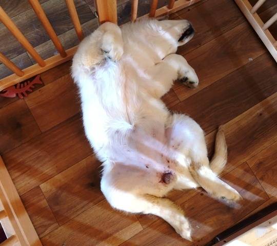 【凛子育て日記】寝姿