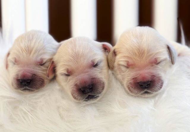 【ロージーベビー】1週齢