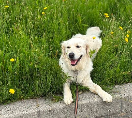 【マグゴル5期生】石川のポムちゃん