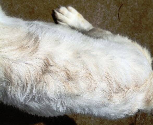 【凜】コート特徴