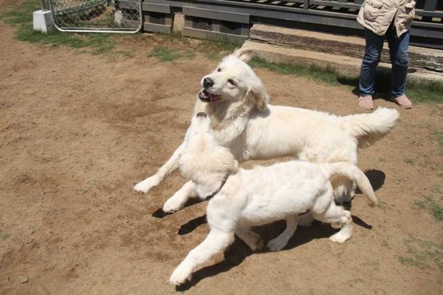 【凜】トレーニング