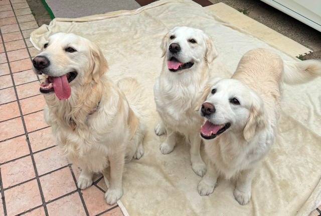 【マグゴル・凜】ご縁