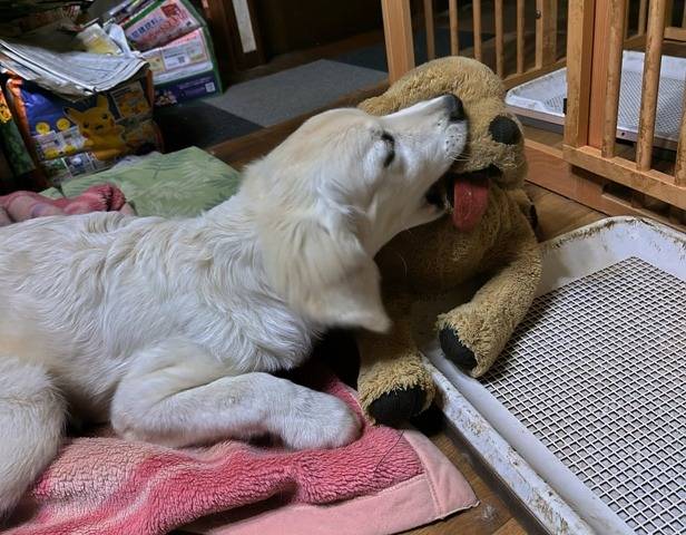 【凜・子育て日記】遊びも訓練？訓練も遊び？