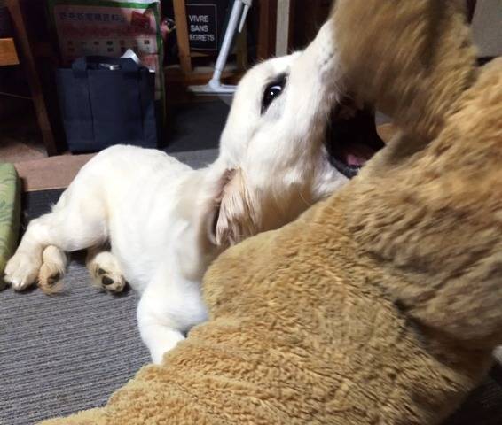 【凜・子育て日記】おはようございます