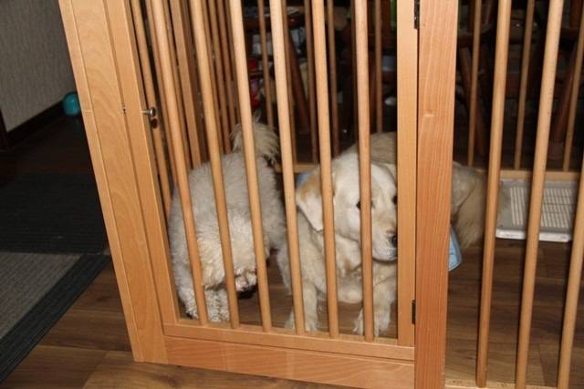 【大の仲良し】同居開始