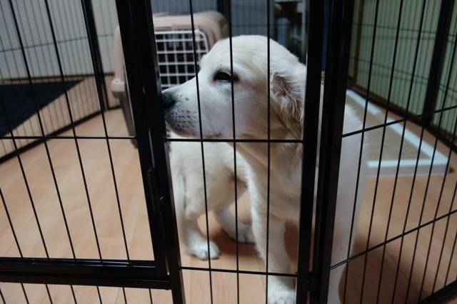 【ドッグトレーナーとの出会い】おもち君