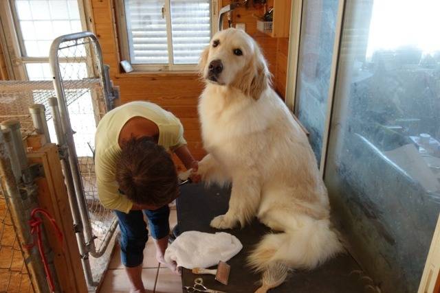 【モカ】避妊手術