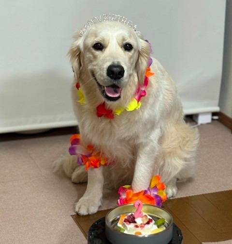 【マグゴル４期生】Berryちゃん　Ⅰ