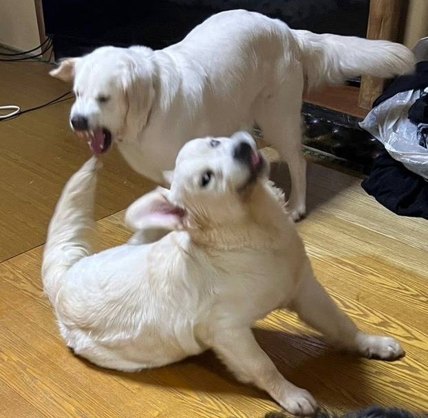 【マグゴル６期生】桜ちゃん