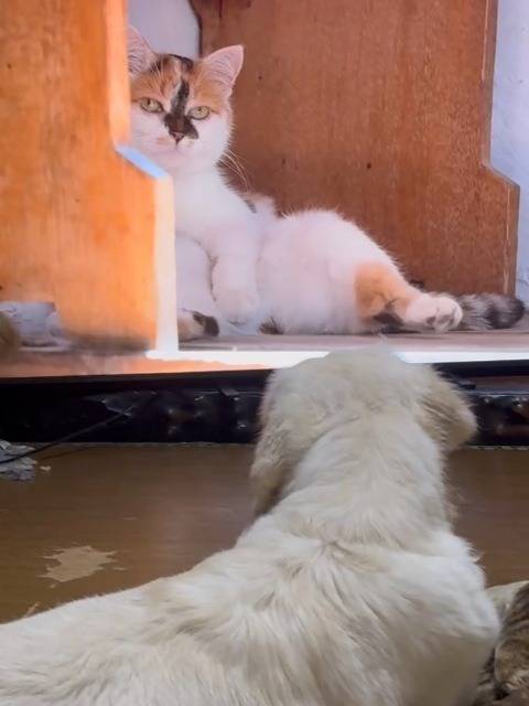 【マグゴル6期生】桜ちゃん