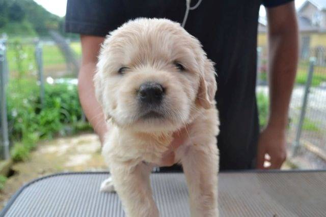 【Magnoliaのアイドル犬】「モカの思い出」を作成開始