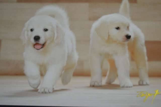 【モカの思い出】姉妹会