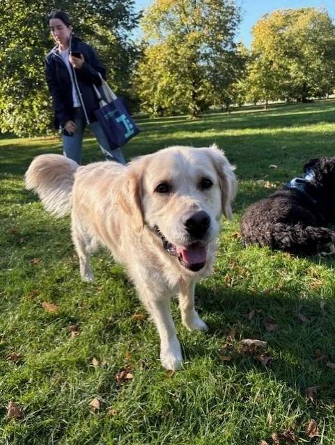 【拝借】スィートコテージのブログから