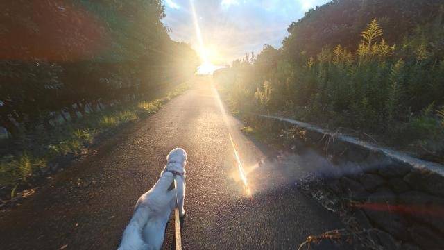 【のんき君と夕焼け】ブラボー！！！