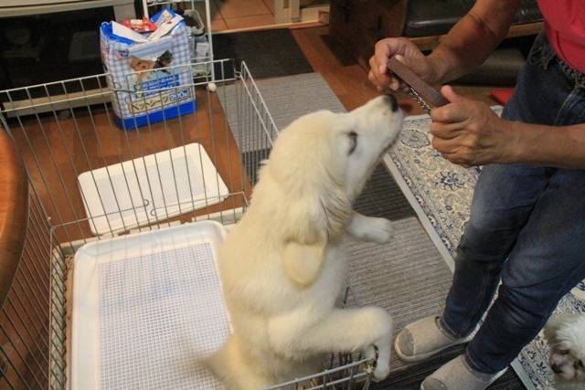 【Magnoliaのアイドル犬】「モカの思い出」 社会化トレーニング