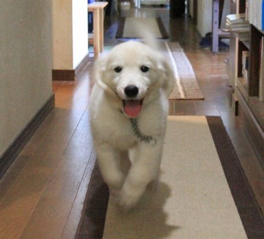 【Magnoliaのアイドル犬】「モカの思い出」続き