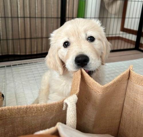 【うちの子記念日】Berryちゃん　Ⅱ