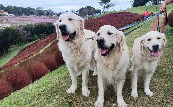 【マグゴル】あおむぎ＆セイラ