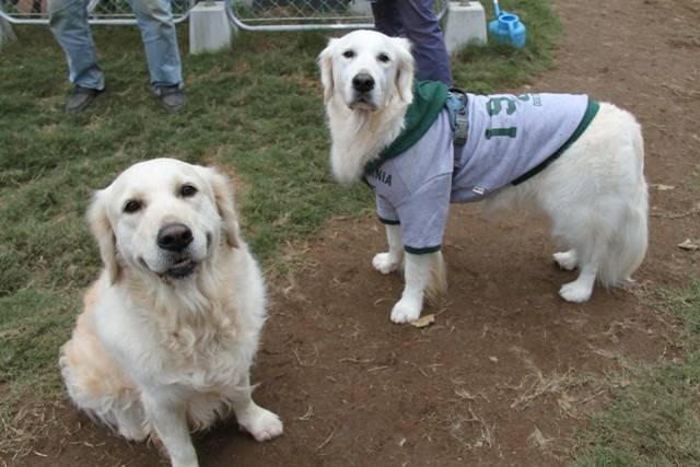 【エマ同胎兄弟】横浜の富岳君