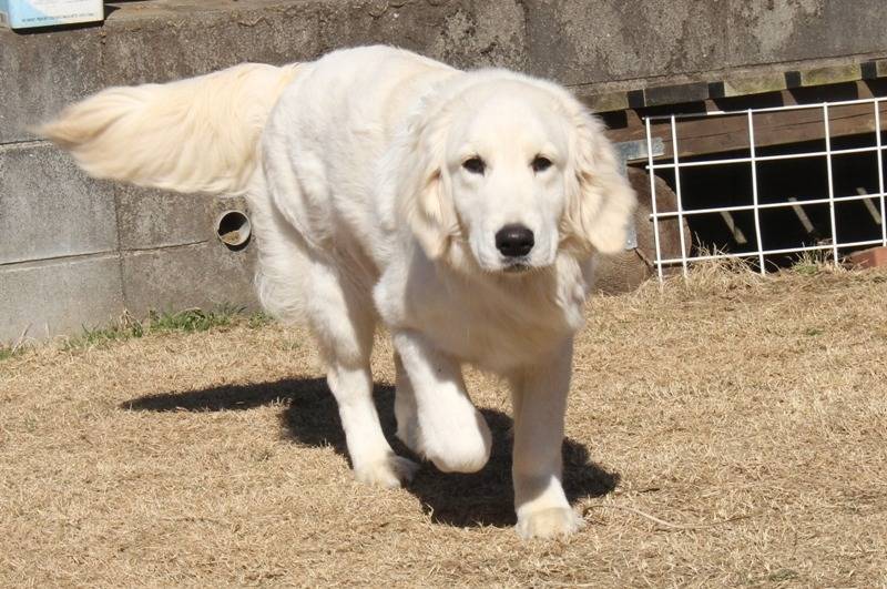 【モカの思い出】大人気
