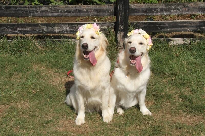 【モカの思い出】ハロウィン