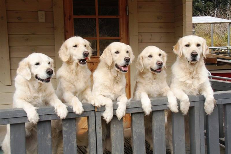 【モカの思い出】日常