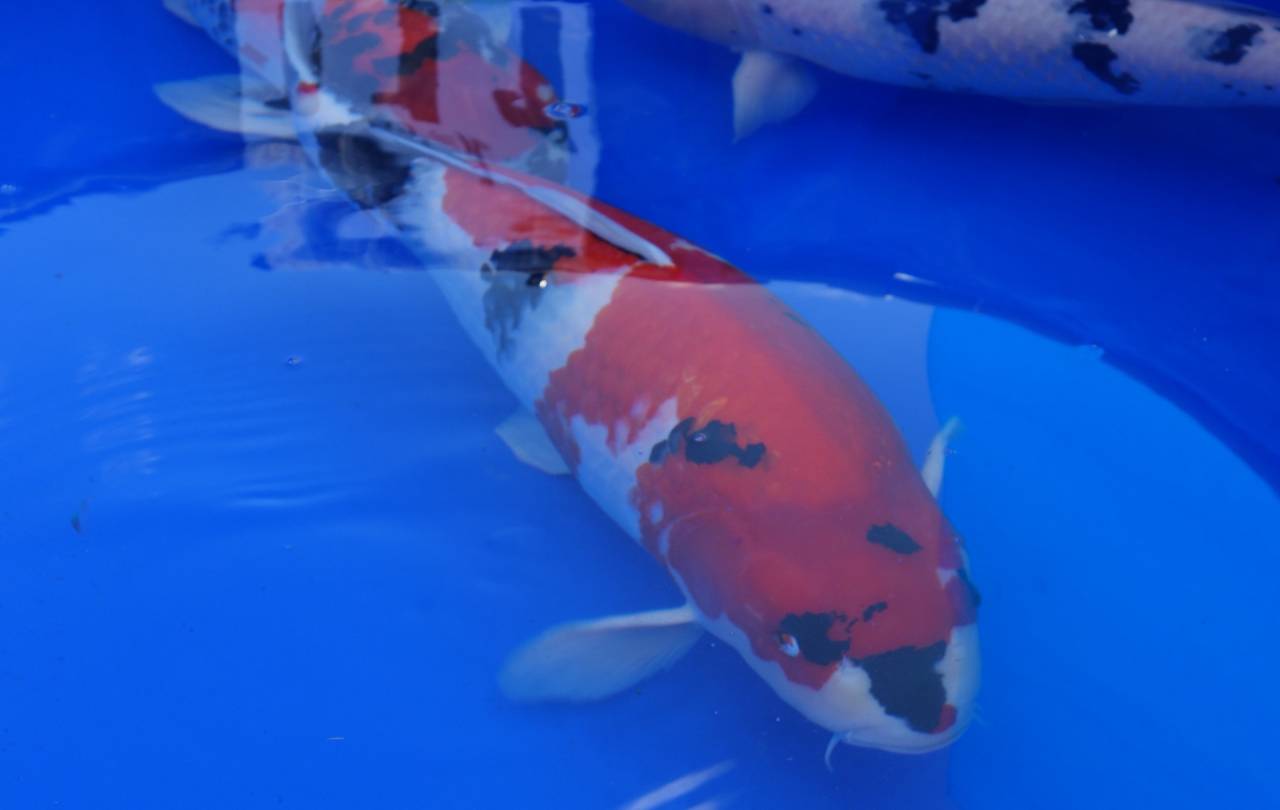 【品評会】甘くはなかった