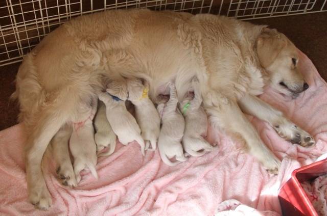 【マグゴル6期生】1歳の誕生日おめでとう
