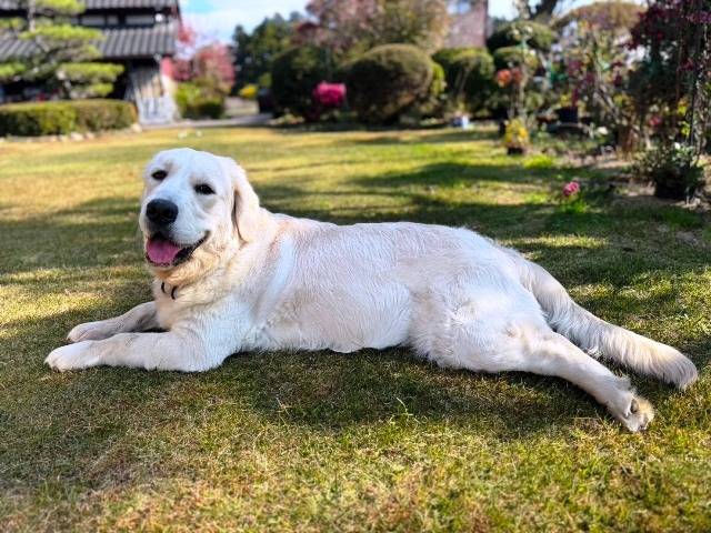 【マグゴル６期生】さくらちゃん　Ⅰ