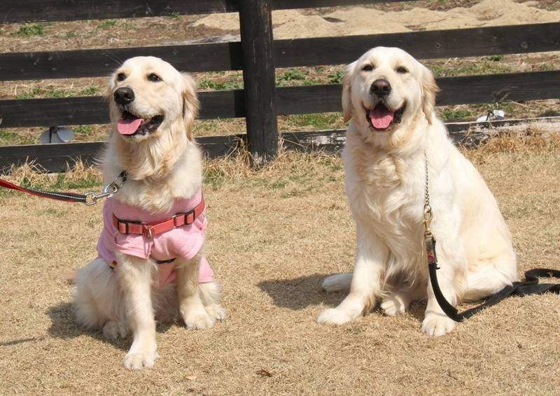 【マグゴル2期生】シャーロットちゃん🎊