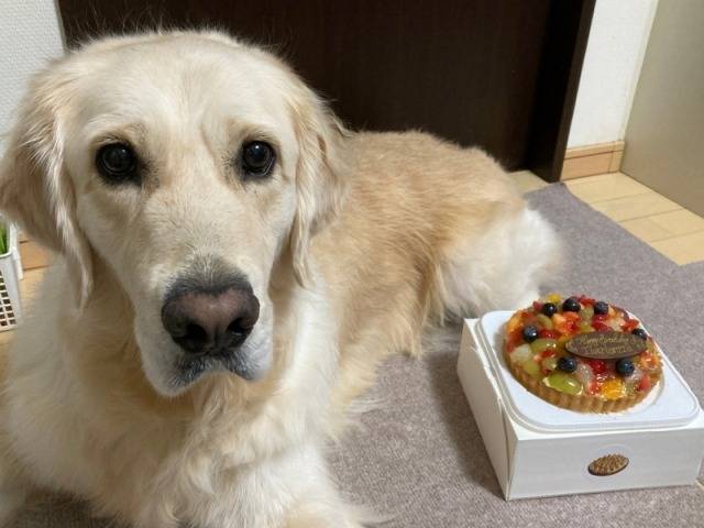 【Happy Birthday】シャーロットちゃん　Ⅰ　