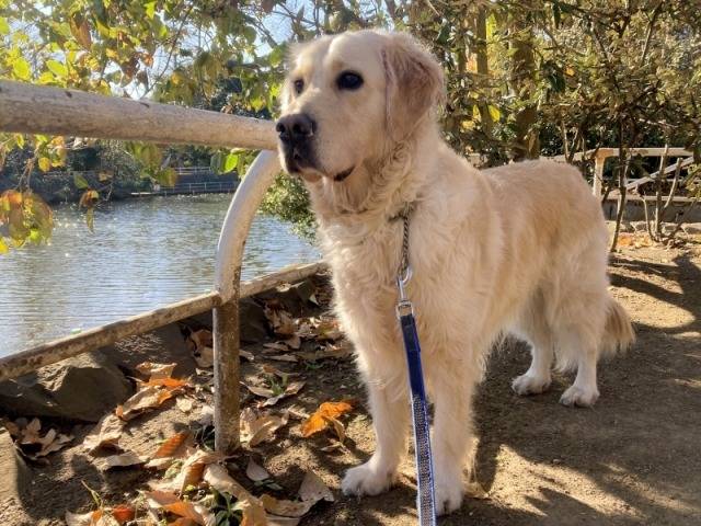 【Happy Birthday】シャーロットちゃん　Ⅱ