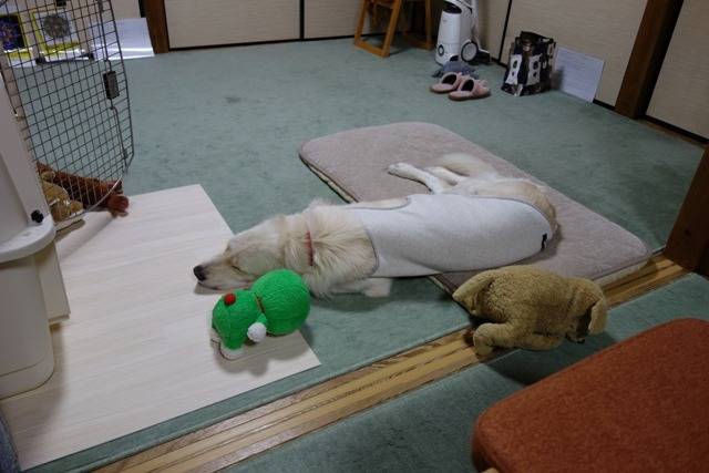 【モカ】10日経過