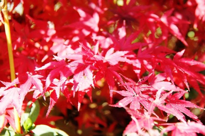 【晩秋】紅葉