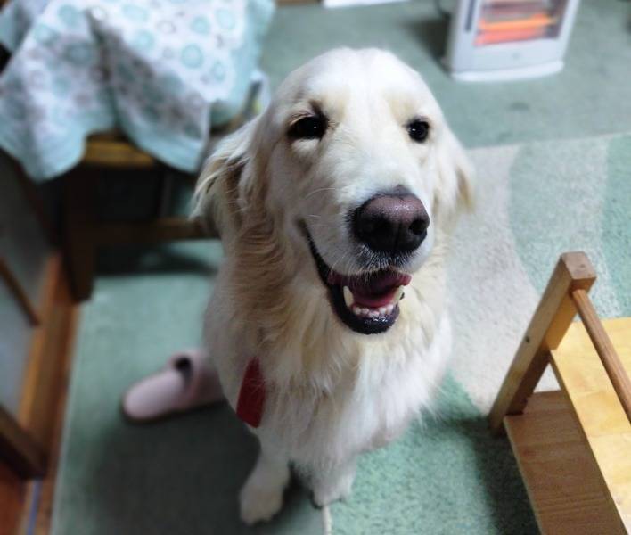 【モカ】里子2週間経過