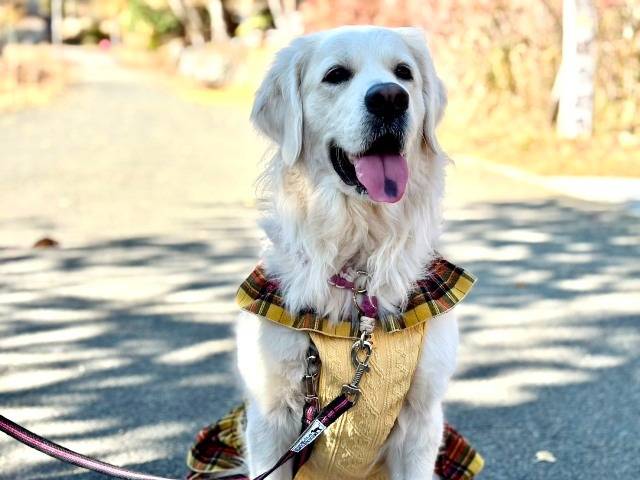 【マグゴル4期生】アリエルちゃん　Ⅰ