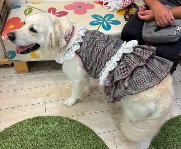 【マグゴル4期生】アリエルちゃん　Ⅱ