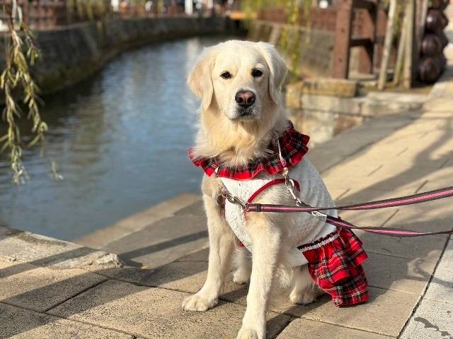 【アリエルちゃん】佐原観光