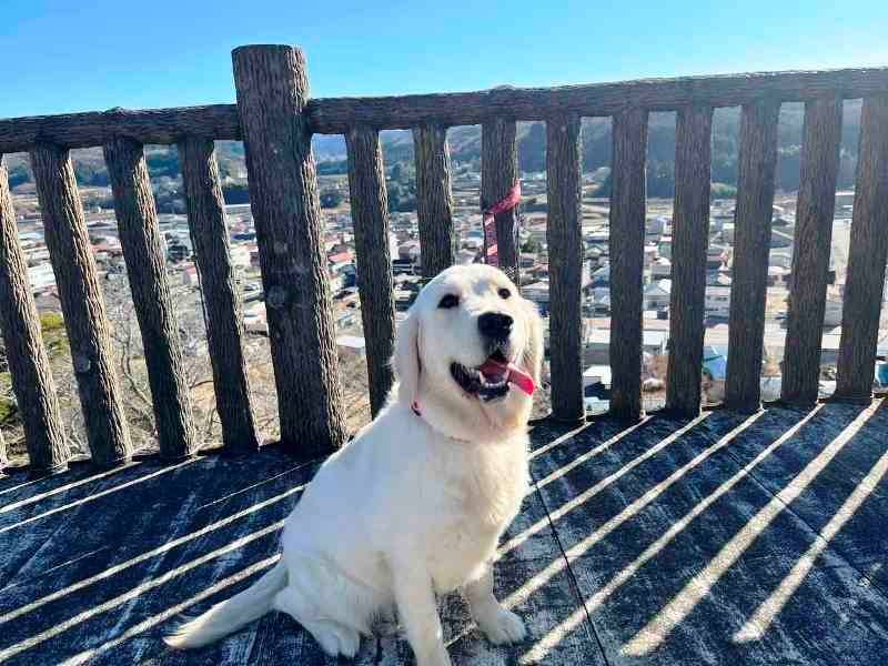 【マグゴル6期生】桜ちゃん